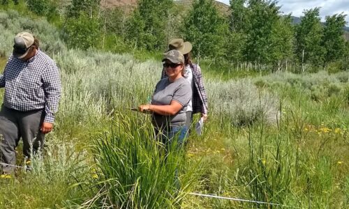 Vegetation Measurement and Monitoring